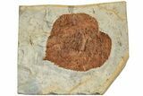 Fossil Leaf (Davidia) - Montana #223792-1